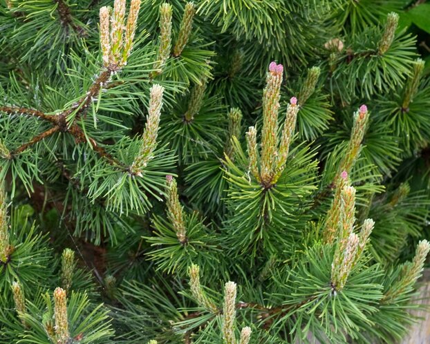 Pinus mugo var mughus