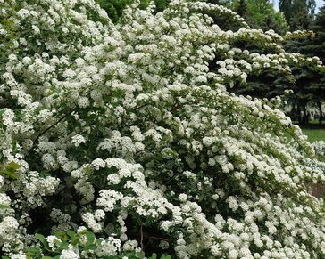 Spiraea vanhouttei