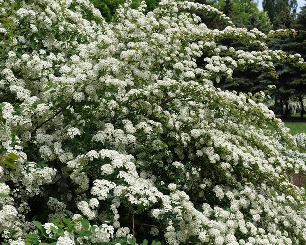 Spiraea vanhouttei