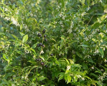 Sarcococca confusa