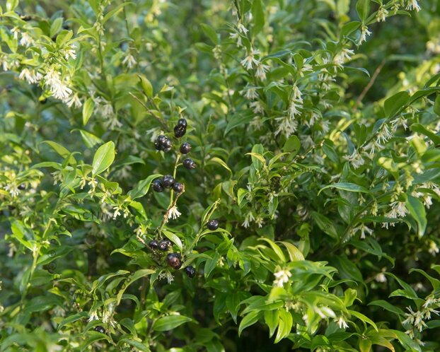 Sarcococca confusa