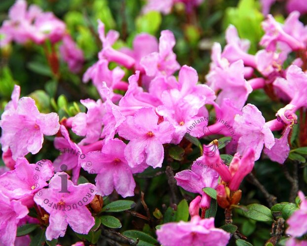 Rhododendron racemosum 'Anna Baldsiefen'