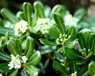 Pittosporum tobira 'Nanum'