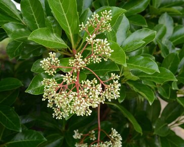 Viburnum odoratissimum var. awabuki