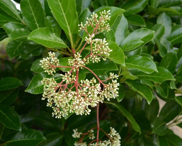 Viburnum odoratissimum var. awabuki