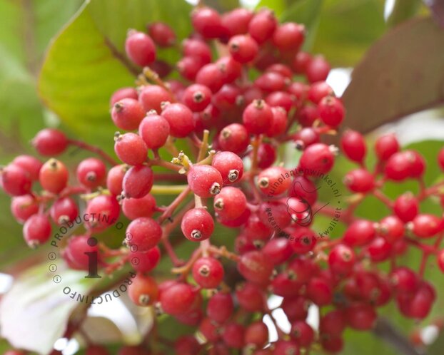 Viburnum odoratissimum var. awabuki
