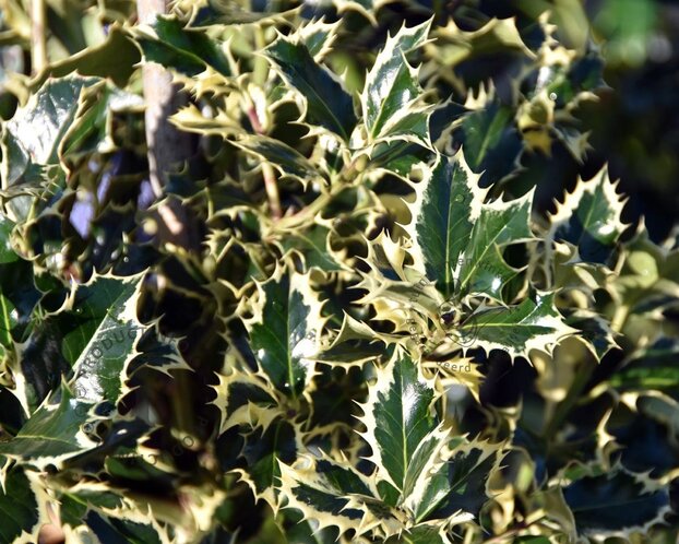 Ilex aquifolium 'Argentea Marginata' - op stam