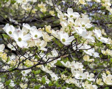 Cornus florida