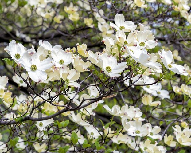 Cornus florida