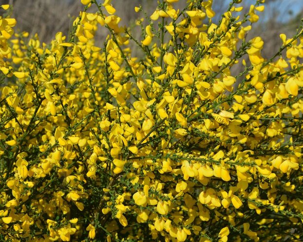 Cytisus scoparius 'Golden Tears' - 70 cm stam