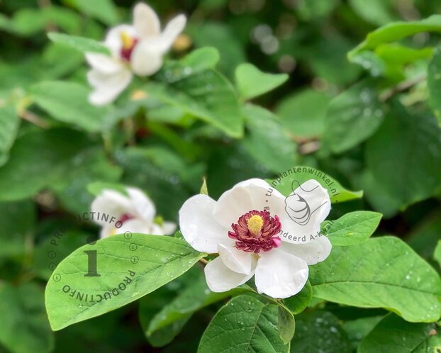 Magnolia sieboldii