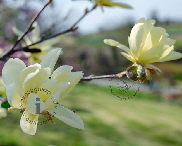 Magnolia 'Goldstar'