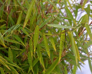 Fargesia murielae 'Simba'