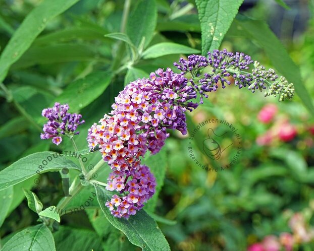 Buddleja weyeriana 'Flower Power'