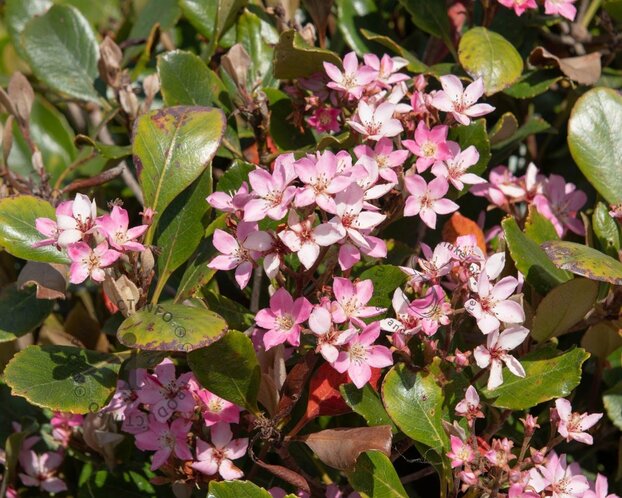 Rhaphiolepis indica 'Pink Cloud'
