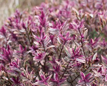 Hebe 'Heartbreaker'