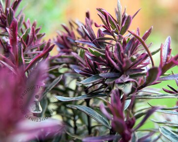 Hebe 'Wild Romance'
