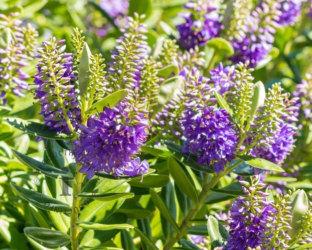 Hebe 'Purple Pixie'