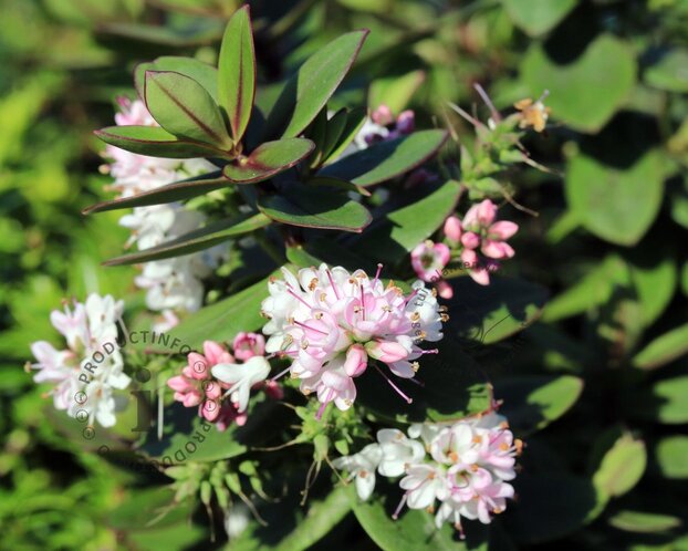 Hebe 'Pink Lady'
