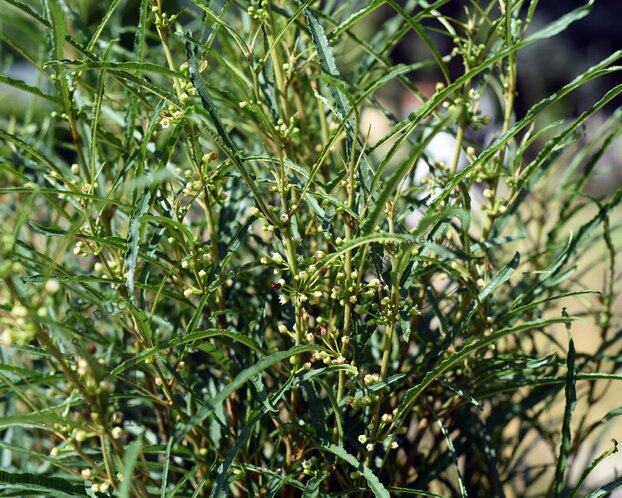 Frangula alnus 'Fine Line'