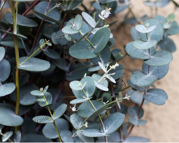 Eucalyptus gunnii 'Azura'