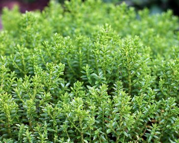 Hebe prostrata