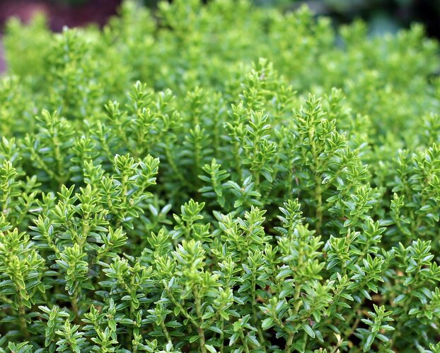 Hebe prostrata