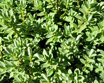 Hebe buxifolia