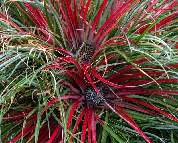 Fascicularia bicolor