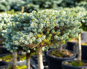 Abies koreana 'Blauer Eskimo' - 20 cm stam