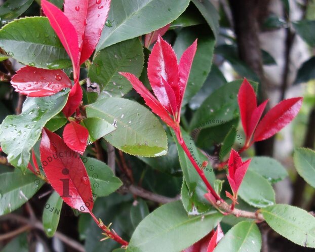 Photinia fraseri 'Little Red Robin'