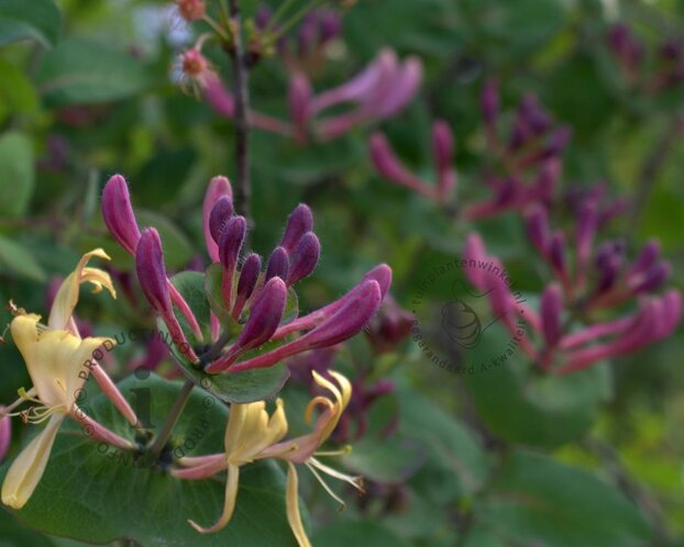 Lonicera periclymenum 'Chic & Choc'