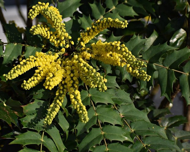 Mahonia japonica 'Hivernant'