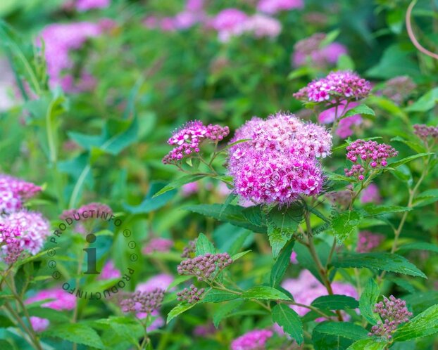 Spiraea japonica 'Little Princess'