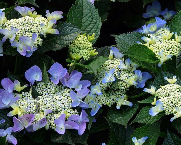 Hydrangea macrophylla 'Teller - Blauw'