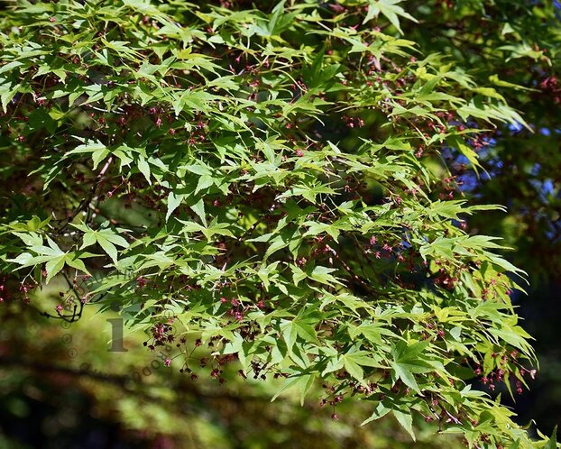 Acer palmatum 'Osakazuki'