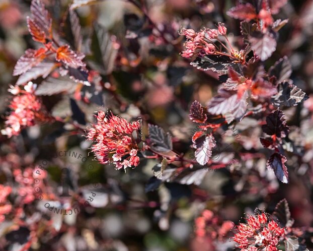 Acer palmatum 'Butterfly'