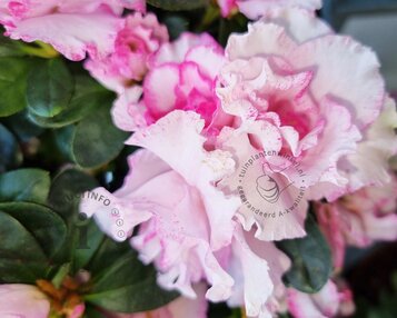 Rhododendron Azalea 'Nancy of Robin Hill' image