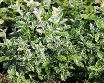 Euonymus fortunei 'Harlequin' - 50 cm stam