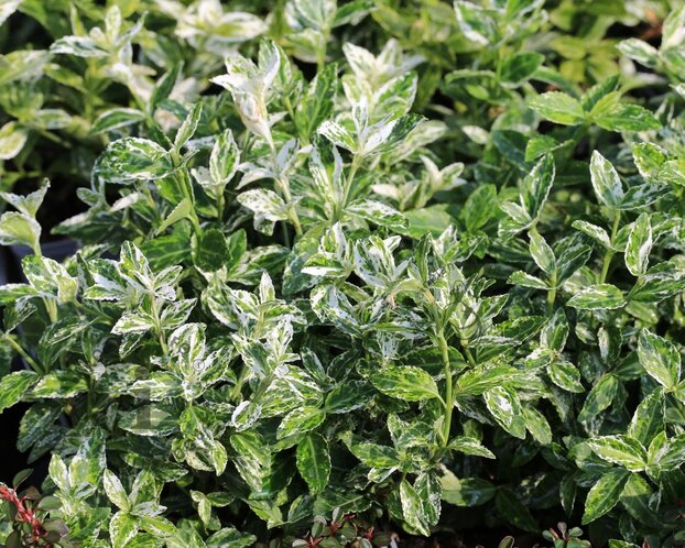 Euonymus fortunei 'Harlequin' - 50 cm stam