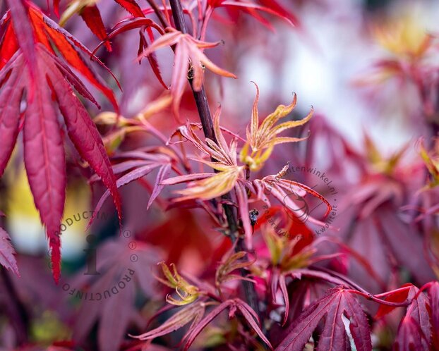 Acer palmatum 'Shaina'