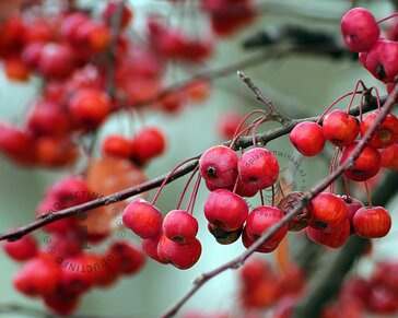 Malus 'Gorgeous' - bonsai in schaal