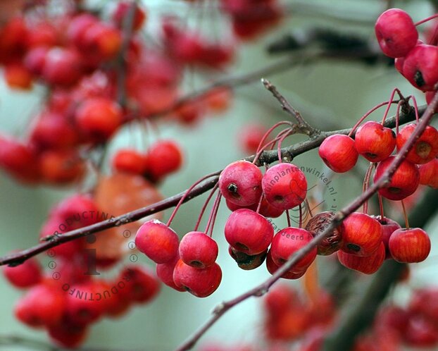 Malus 'Gorgeous' - bonsai in schaal