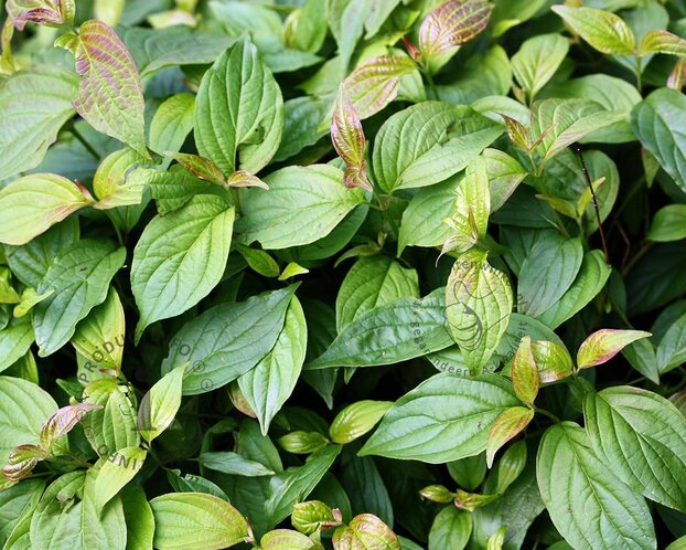 Cornus sericea 'Kelseyi'
