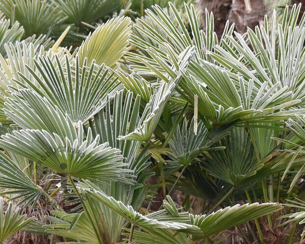 Trachycarpus fortunei - 3 stam