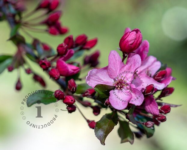 Malus 'Liset' - mini