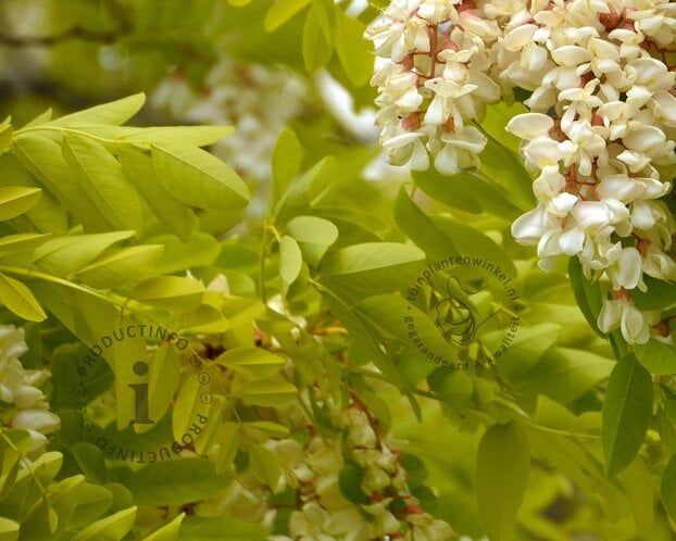 Robinia pseudo-acacia 'Frisia'