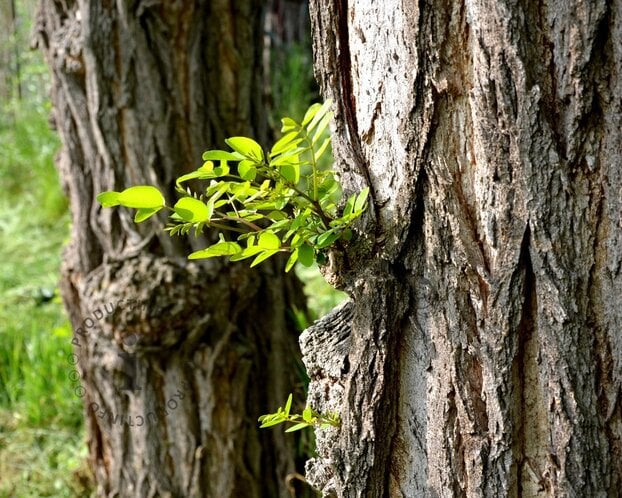 Robinia pseudo-acacia 'Frisia'