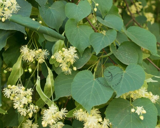 Tilia europaea 'Pallida'