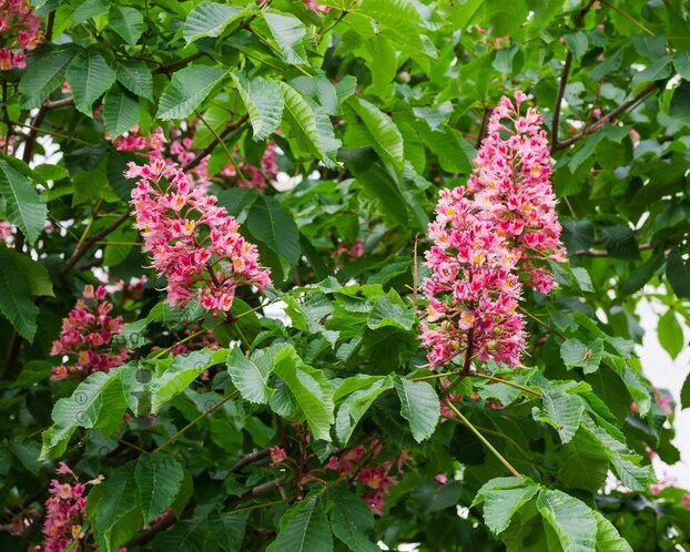 Aesculus carnea 'Briotii'